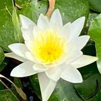 神秘の花“古代蓮”が、一面に咲き誇る島