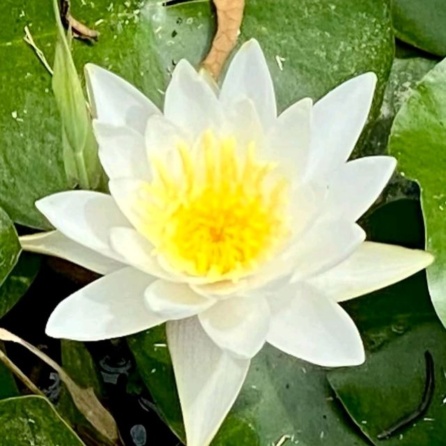 神秘の花“古代蓮”が、一面に咲き誇る島