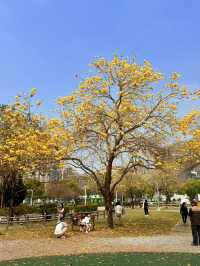 台中｜灑滿天際的金黃 台中廍子公園黃花風鈴木滿開
