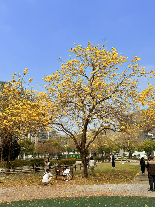 台中｜灑滿天際的金黃 台中廍子公園黃花風鈴木滿開