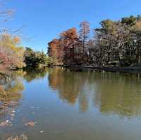 Shakujii Park (石神井公園)