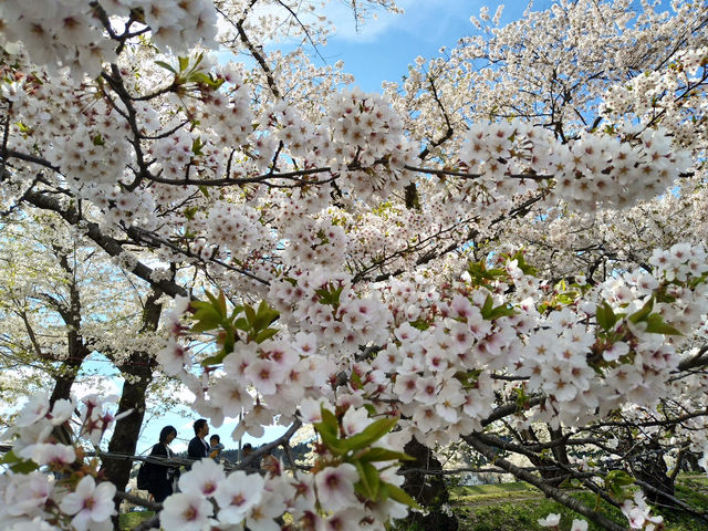 ซากุระบานริมสายน้ำ ที่ Hinokinai River, Kakunodate