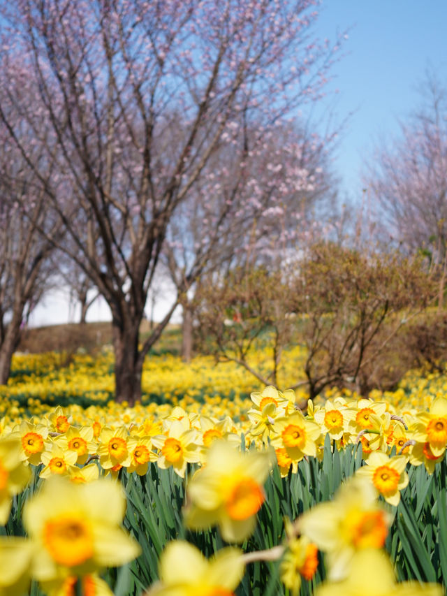 【栃木×春の那須旅】13万本の水仙と桜のコラボが見られる公園