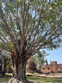 🇹🇭✅ワット・プラ・シー・サンペット（Wat Phra Si Sanphet）攻略ガイド