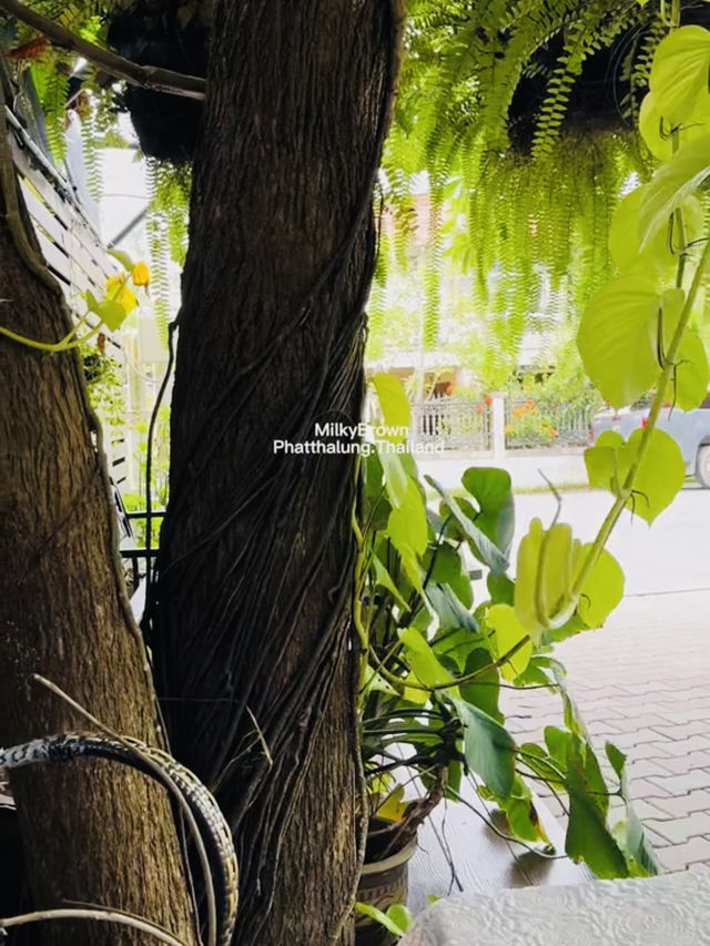 Milky Brown คาเฟ่โฮมมี่ในบ้านหลังเล็ก อบอุ่นทุกมุม