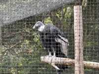 Taronga Zoo Sydney
