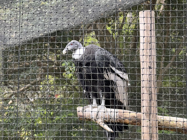 Taronga Zoo Sydney