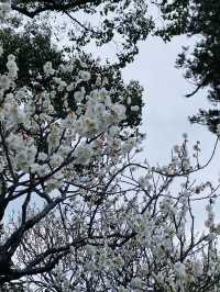 福岡旅遊