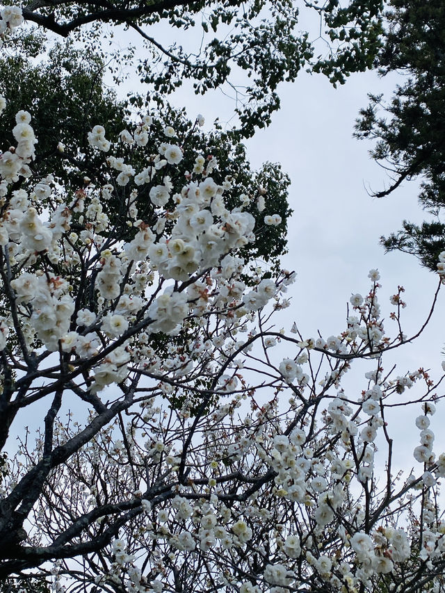 福岡旅遊