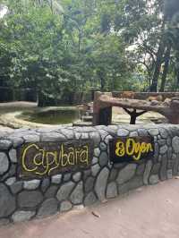 Zoo Negara: A Roaring Good Time in KL! 🦁🐼