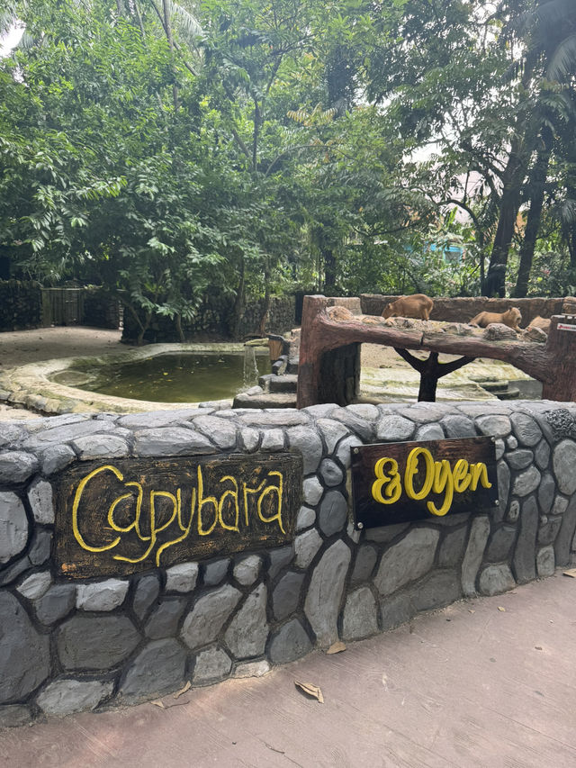 Zoo Negara: A Roaring Good Time in KL! 🦁🐼