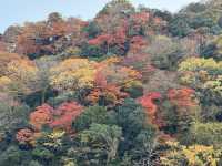 ชมใบไม้เปลี่ยนสี ริมแม่น้ำที่ Arashiyama