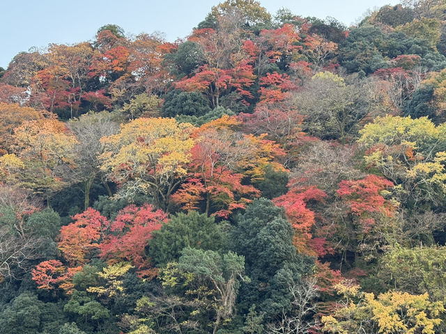 ชมใบไม้เปลี่ยนสี ริมแม่น้ำที่ Arashiyama