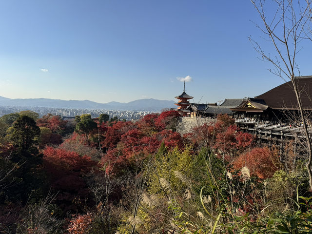 Kiyomizu-dera จุดชมใบไม้เปลี่ยนสีโด่งดังในญี่ปุ่น