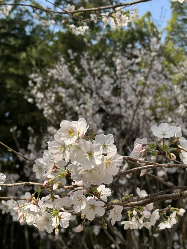 Blossoms & Solitude: Tiger Hill’s Unexpected Sakura Charm