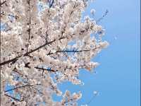 A DREAMY WALK AT YEOUIDO HANGANG PARK CHERRY BLOSSOM 