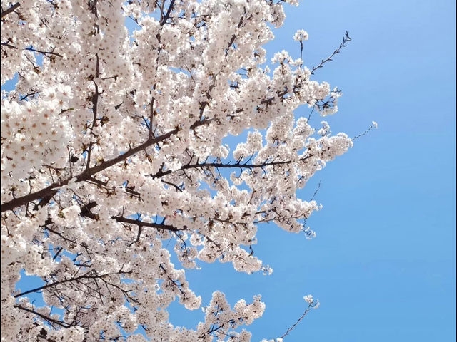 A DREAMY WALK AT YEOUIDO HANGANG PARK CHERRY BLOSSOM 