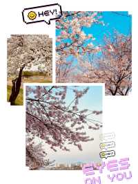 Gapcheon's Floral Stroll: Spring's Peaceful Path