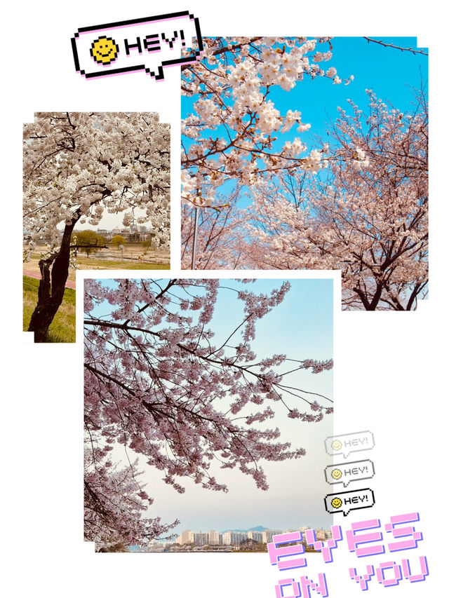 Gapcheon's Floral Stroll: Spring's Peaceful Path