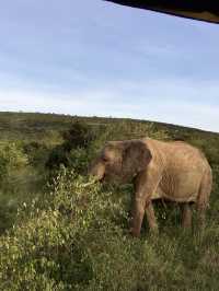 Game Drive in Masai Mara: A Perfect Spring Adventure