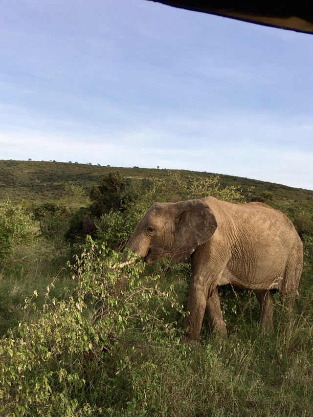 Game Drive in Masai Mara: A Perfect Spring Adventure