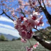 Hidden In Alishan, Taiwan!! Early Spring Cherry Blossoms