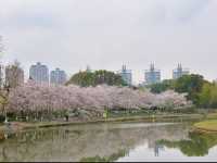 Shanghai’s Largest Urban Sakura Grove with Lakeside Views