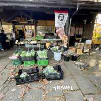 地風的採買店雜貨店 松の実