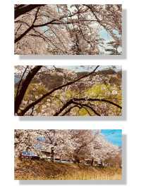 Blossom-Lined Escape: Daecheongho's Serene Spring Walking Trail by the Lakeside