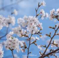 ดอกซากุระบานที่ Maizuru Park 🌸🗻🇯🇵