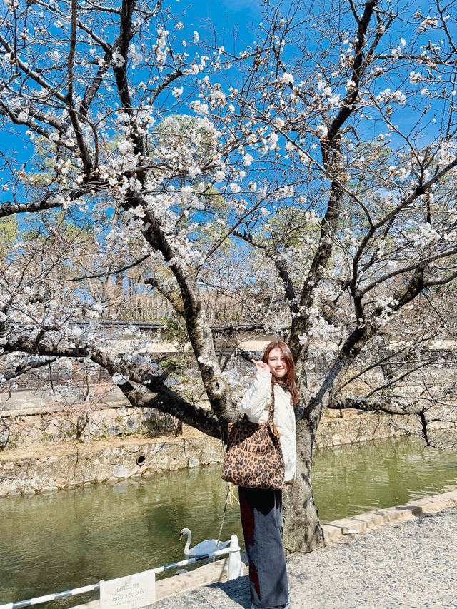 벚꽃을 보기 좋은 일본 오카야마
