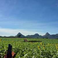 แจกพิกัดไร่ทานตะวัน🌻ลพบุรี