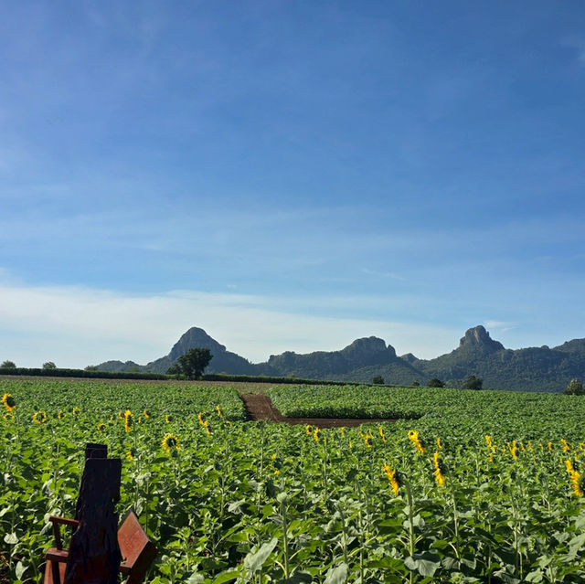 แจกพิกัดไร่ทานตะวัน🌻ลพบุรี