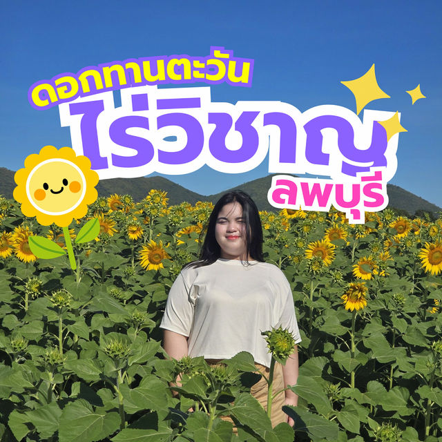 แจกพิกัดไร่ทานตะวัน🌻ลพบุรี