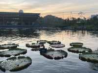 Wandering Through Stillness: A Solo Day at the Chinese and Japanese Gardens in Singapore