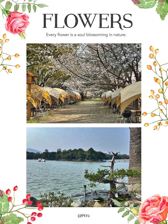 春日湖景賞花，就在大濠公園🌸