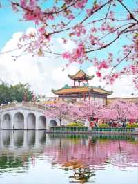 Baomo Garden Cherry Blossoms