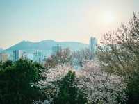 【ひとり旅でも満喫】2泊3日で楽しむ春の釜山🌸✈️