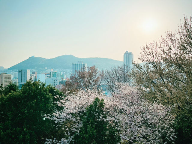 【ひとり旅でも満喫】2泊3日で楽しむ春の釜山🌸✈️