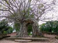 เที่ยวอยุธยา แบบ Half day trip