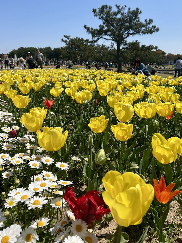 【福岡】桜とネモフィラのコラボが見れる貴重な時期🌸