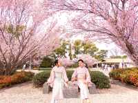 【名古屋】徳川園で歴史と桜の共演を堪能🌸✨