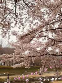 Walking into Spring: Yangjaecheon's Riverside Cherry Blossom Delight for All Ages 