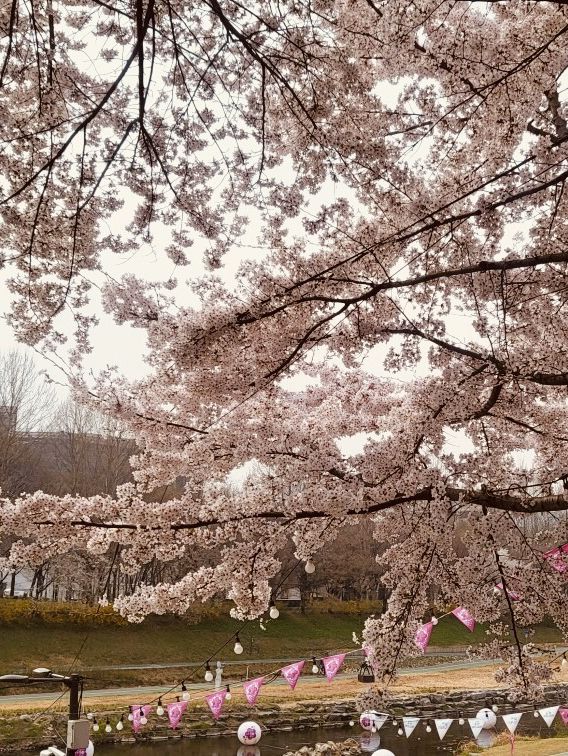 Walking into Spring: Yangjaecheon's Riverside Cherry Blossom Delight for All Ages 