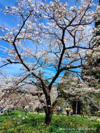 ไปดู The King of Cherry Blossom Alishan 