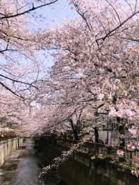 【目黒　桜舞い散る川辺を歩き郷さくら美術館でアートの桜三昧から代官山へ】