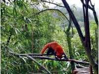 ดูแพนด้าแบบใกล้ชิด @ Panda Valley Dujiangyan
