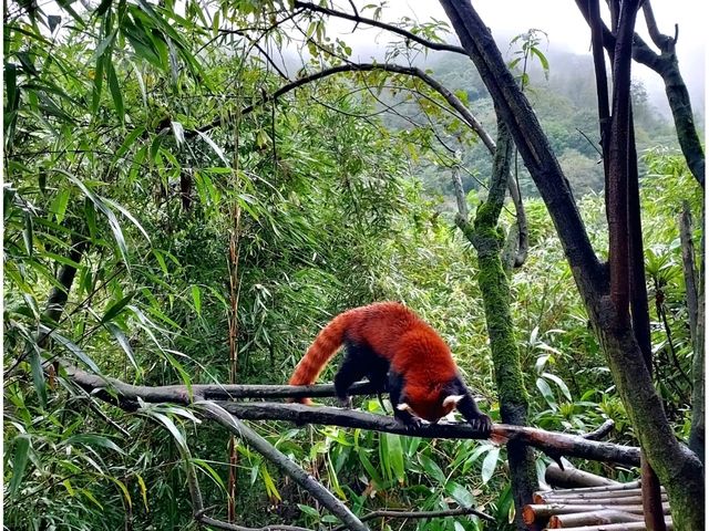 ดูแพนด้าแบบใกล้ชิด @ Panda Valley Dujiangyan