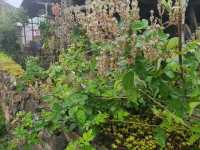 Lô Lô Chải- một góc yên bình giữa núi rừng Hà Giang