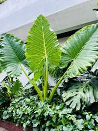 “Nature in the City: PARKROYAL COLLECTION’s Sustainable Escape”